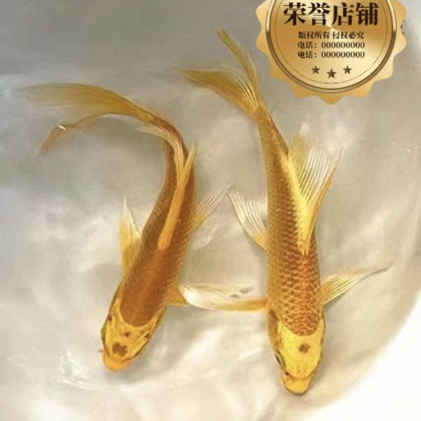 艺豪观赏鱼