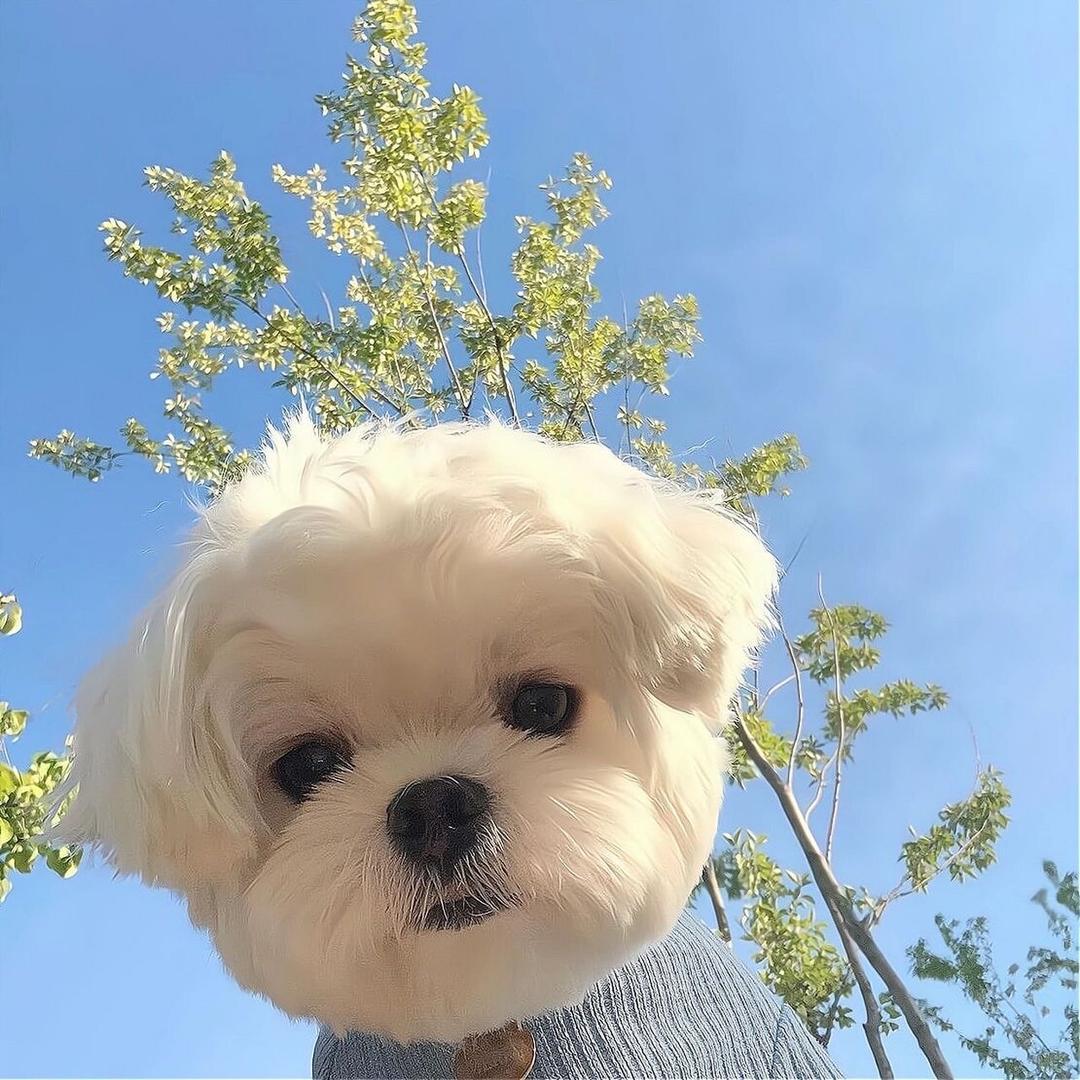 遇见宠物