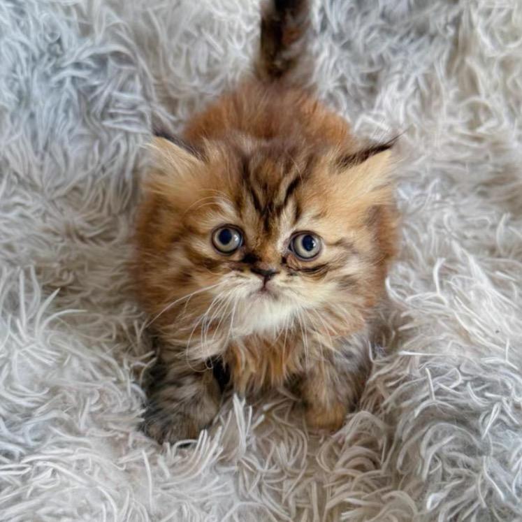 小小的猫