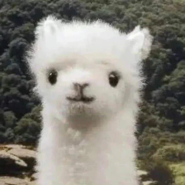 虎皮猫大人