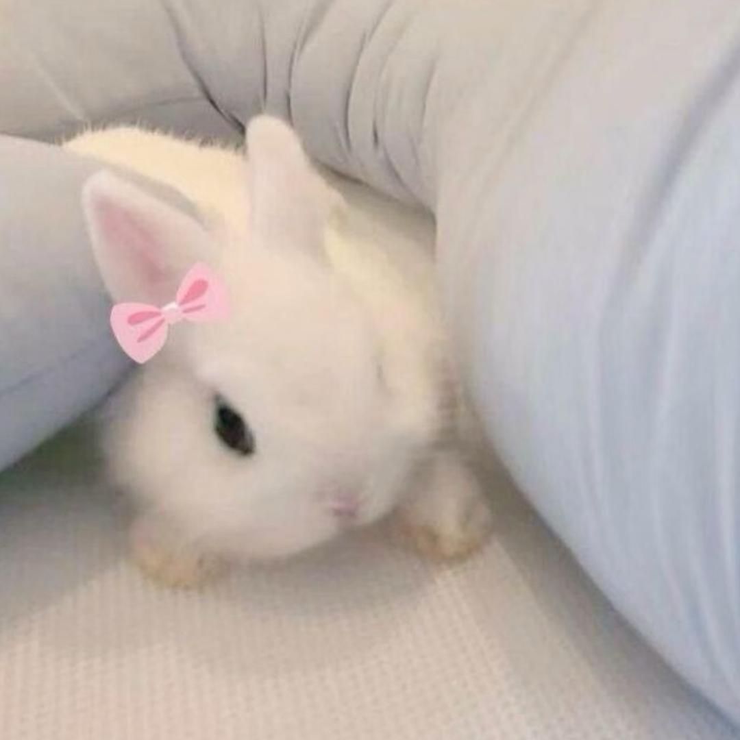 bunnie