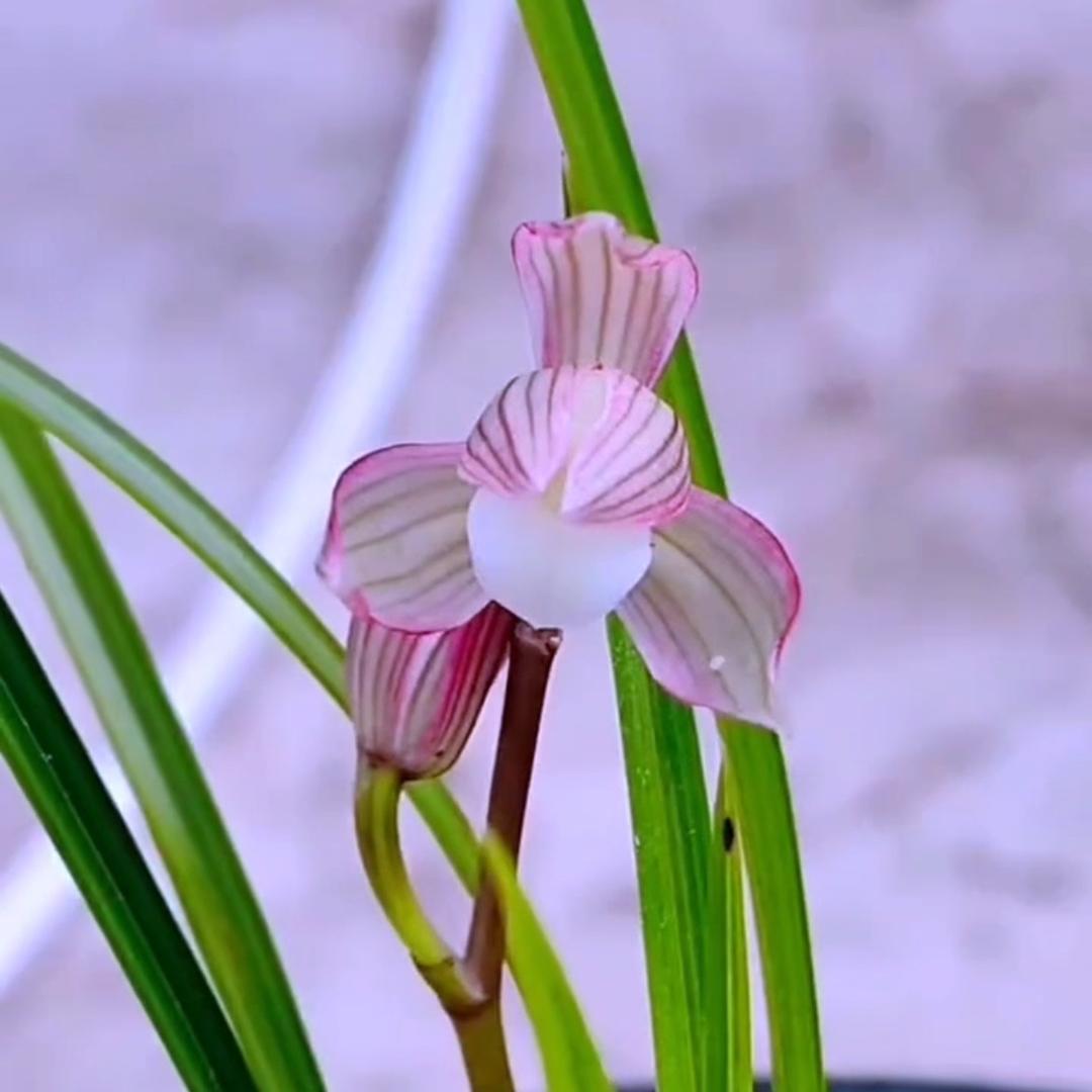 玫瑰