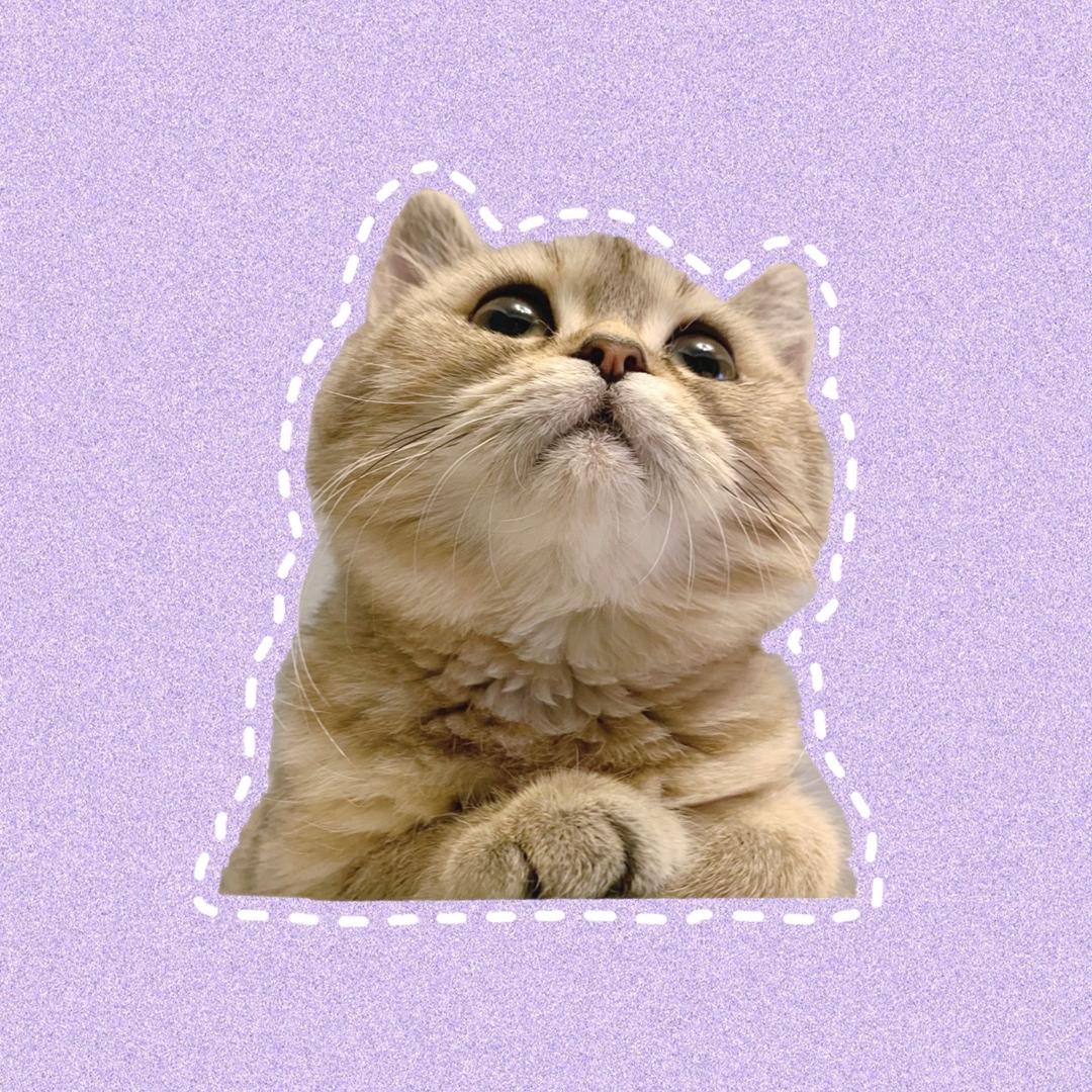 Jingle大魔王😼