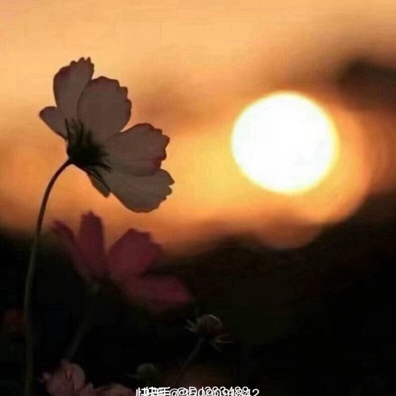 丹才dancai