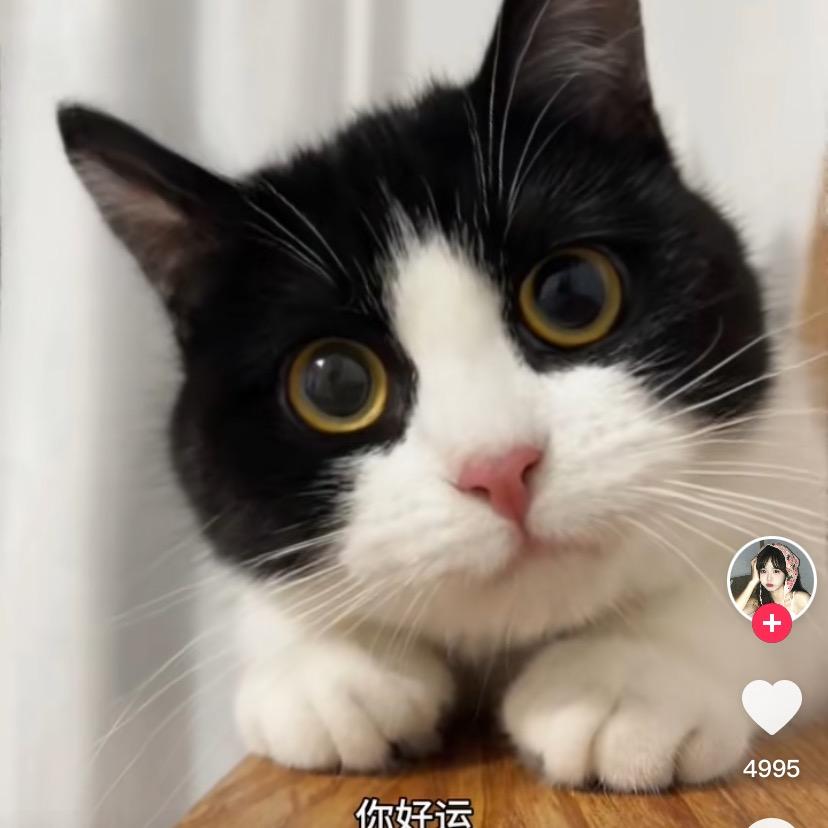 Lzq富贵双全