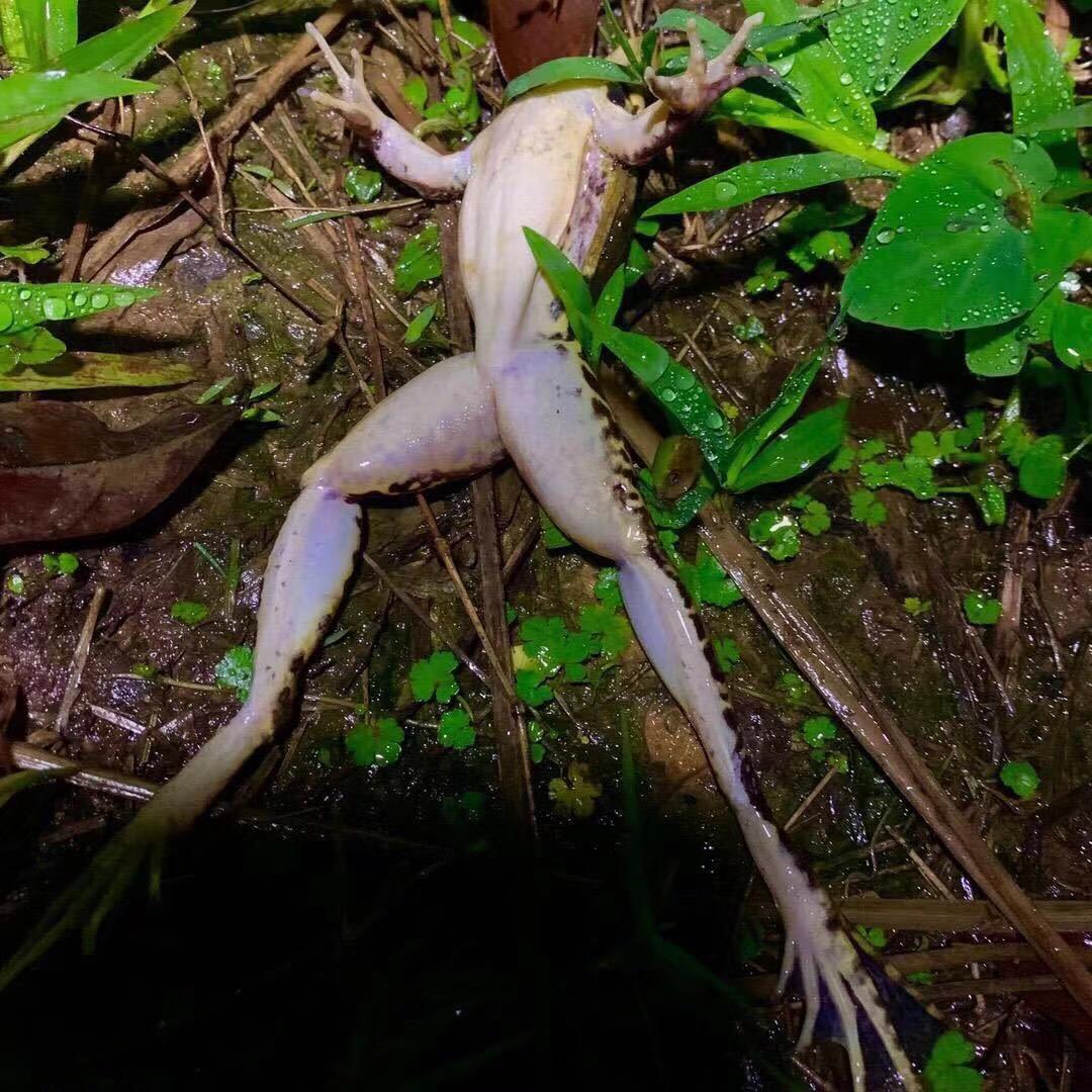 全哥哥很ok