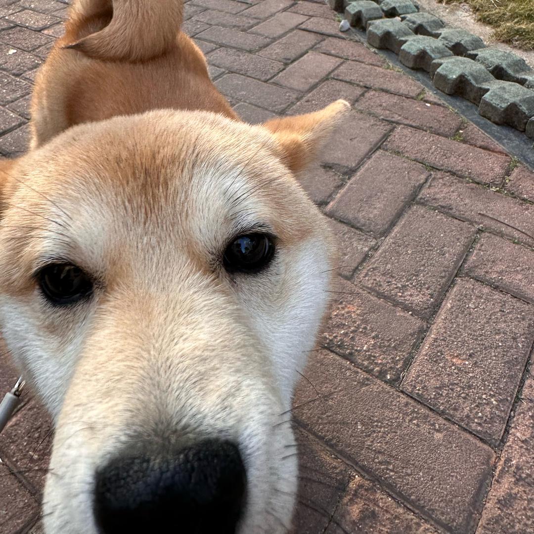 美食家小丽