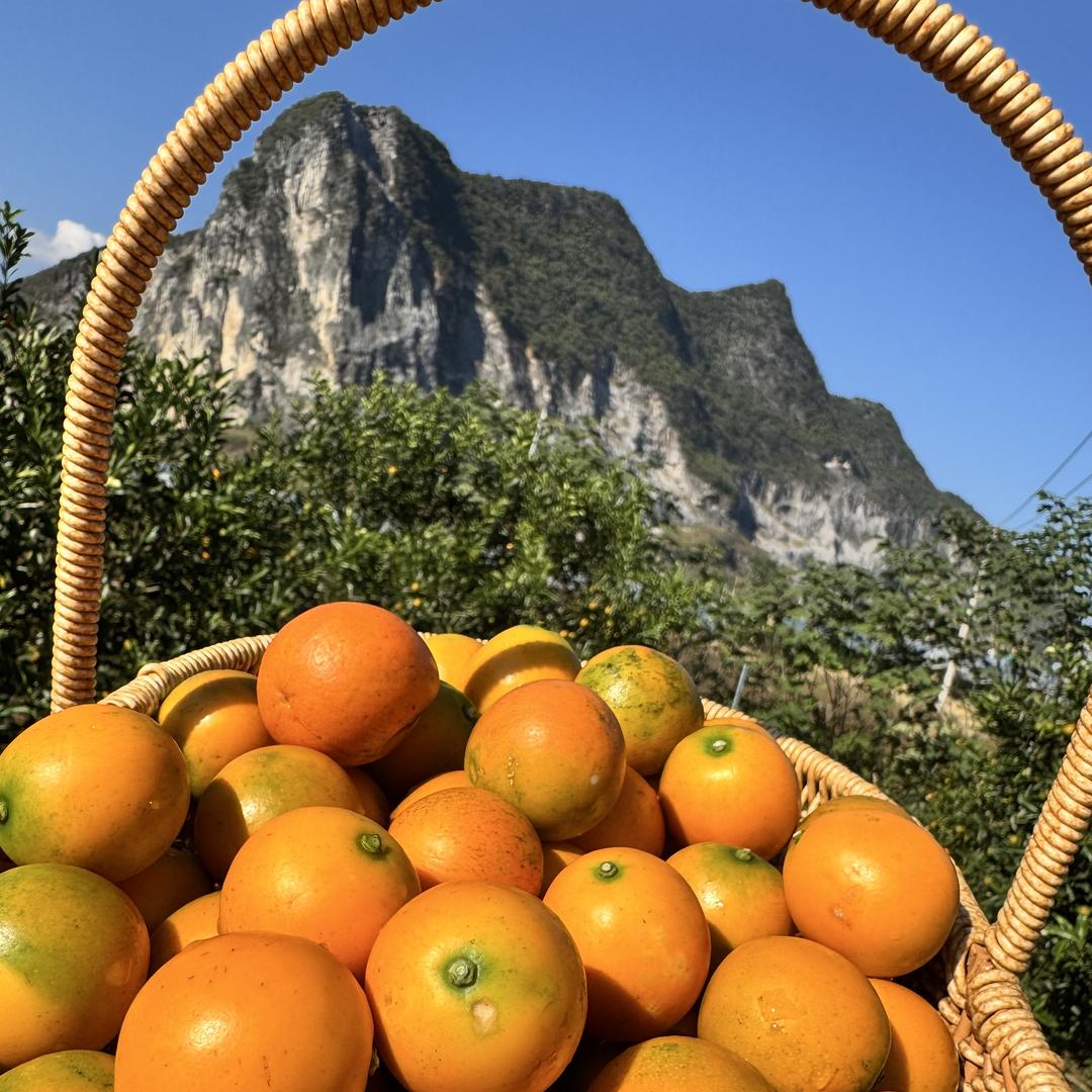 碧护美果助农优品鲜选