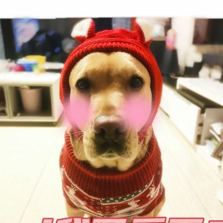 九妹的小狗日记