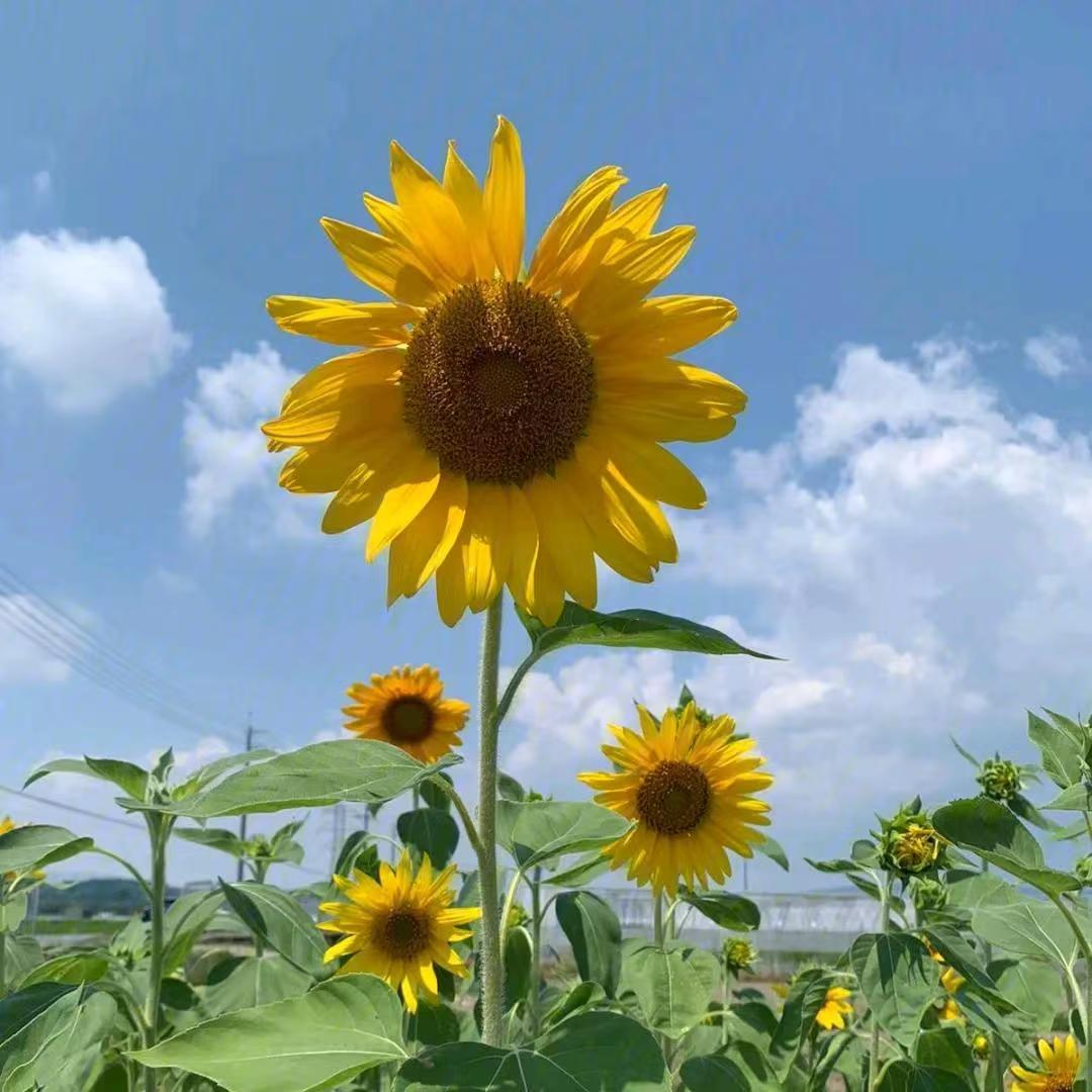 晨曦公主