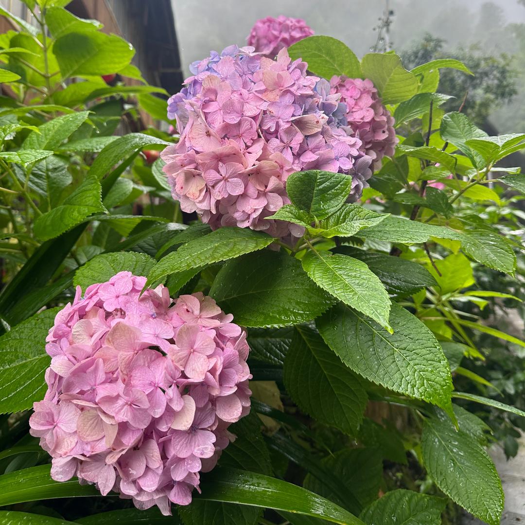 花开富贵贵贵贵