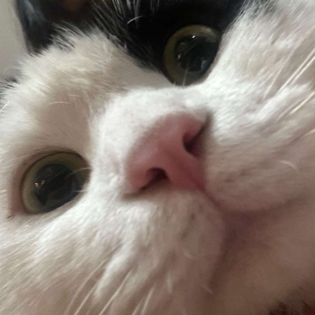 喵牛奶的宝藏小铺