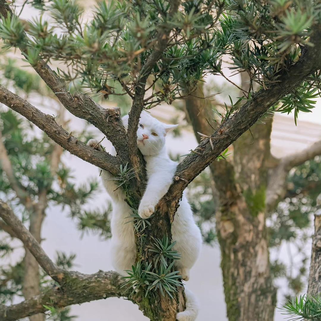 🌈兔子耳朵竖起来