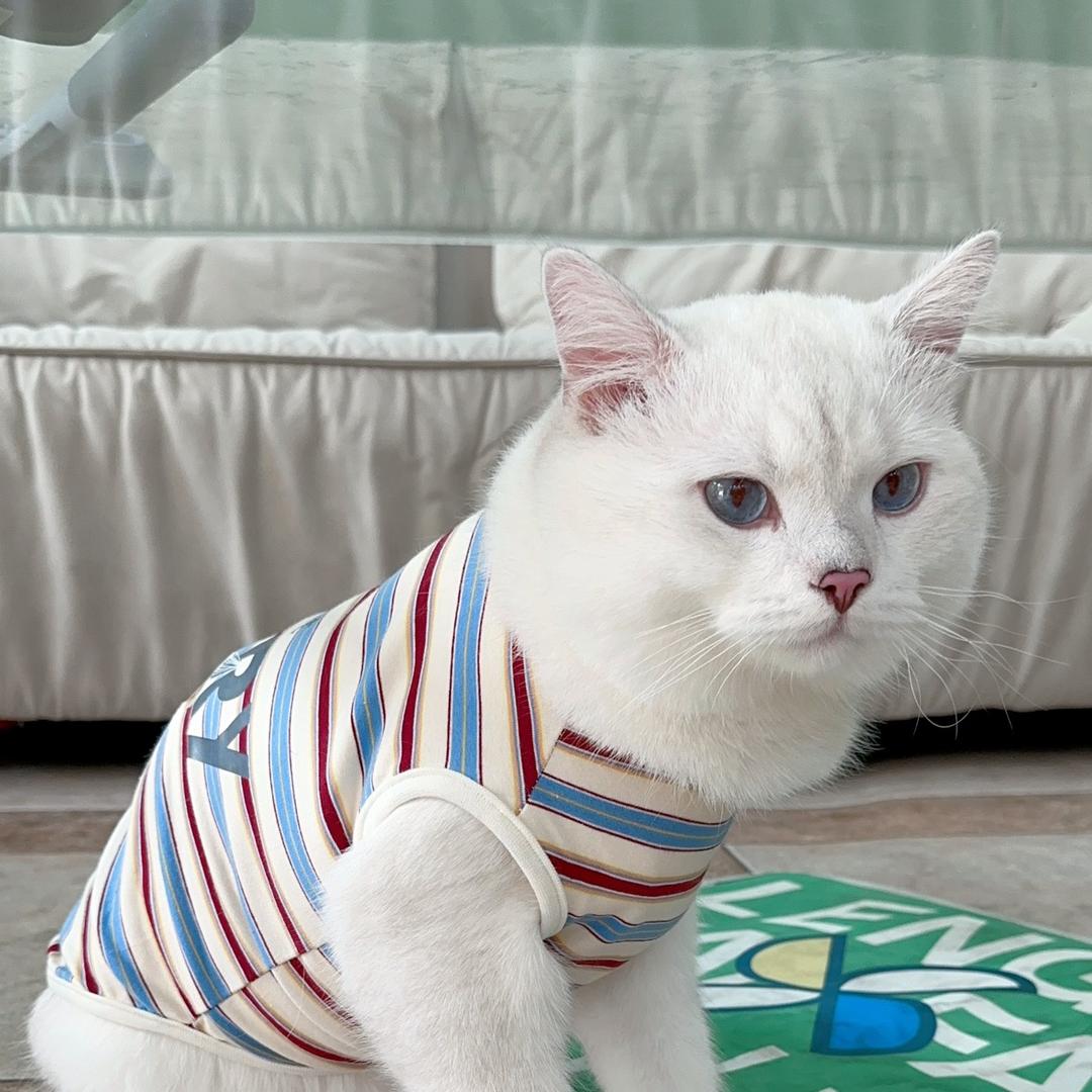 倔强de发财猫