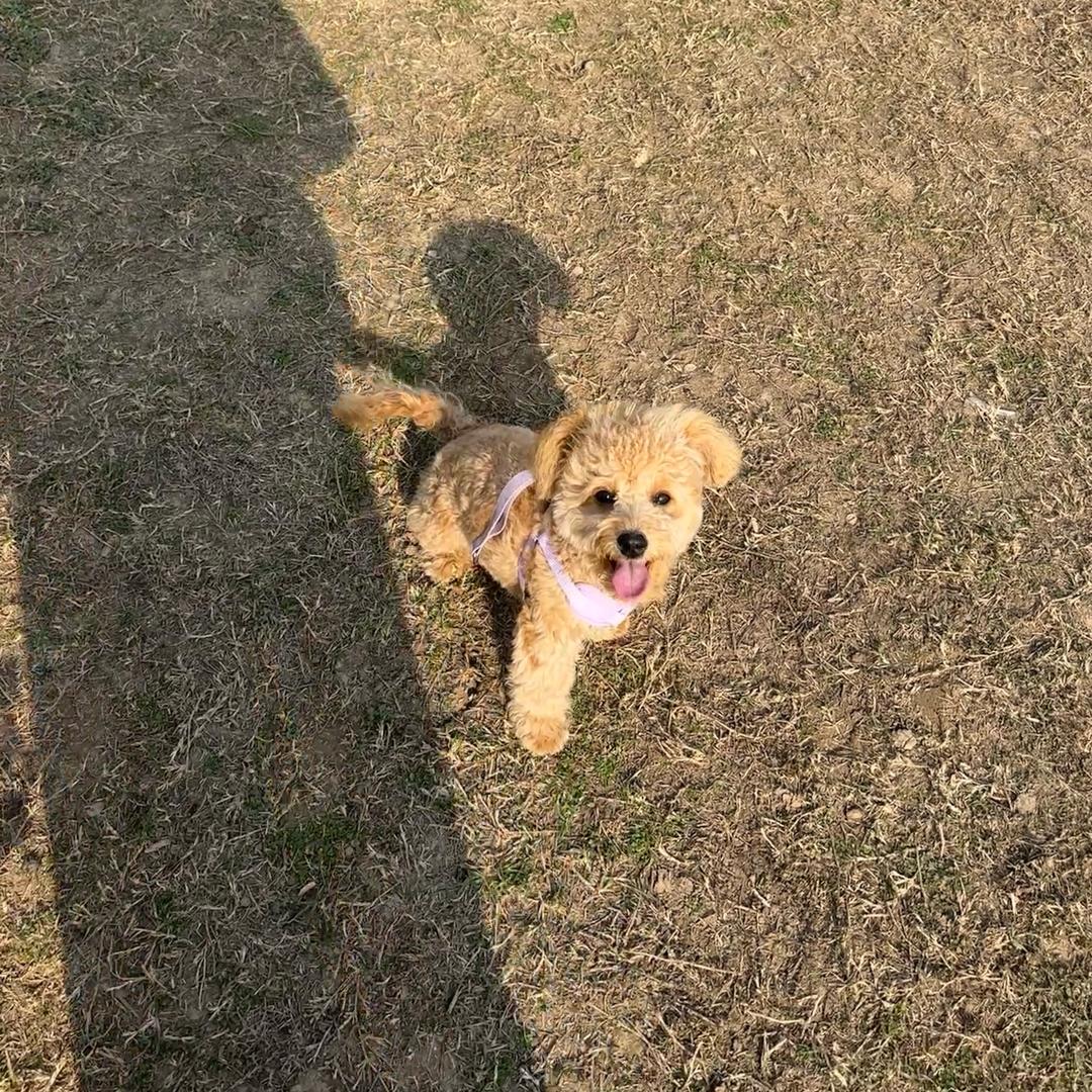 嘟嘟是只泰迪熊🧸