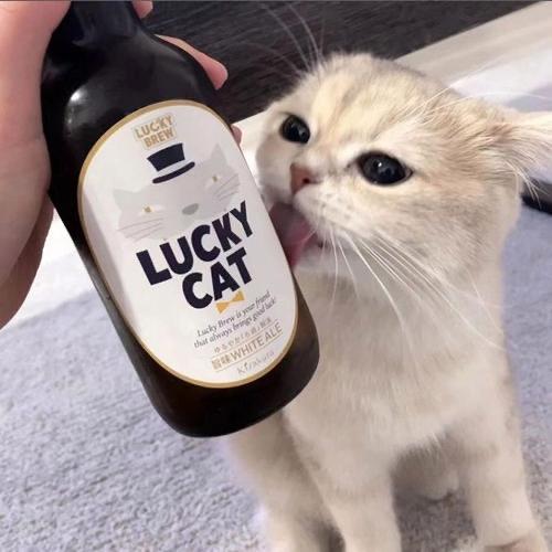 上一首歌