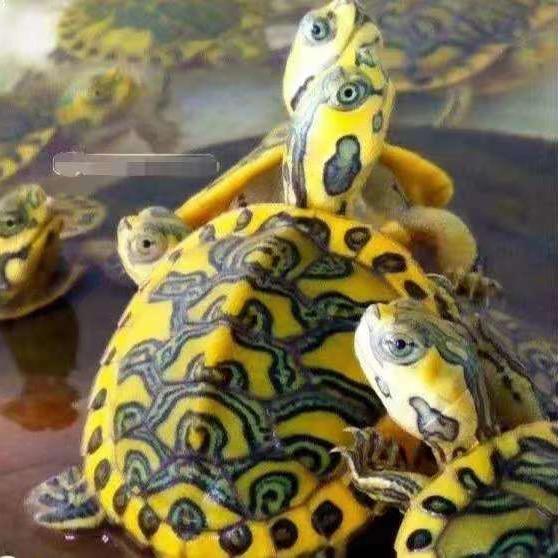 成哥