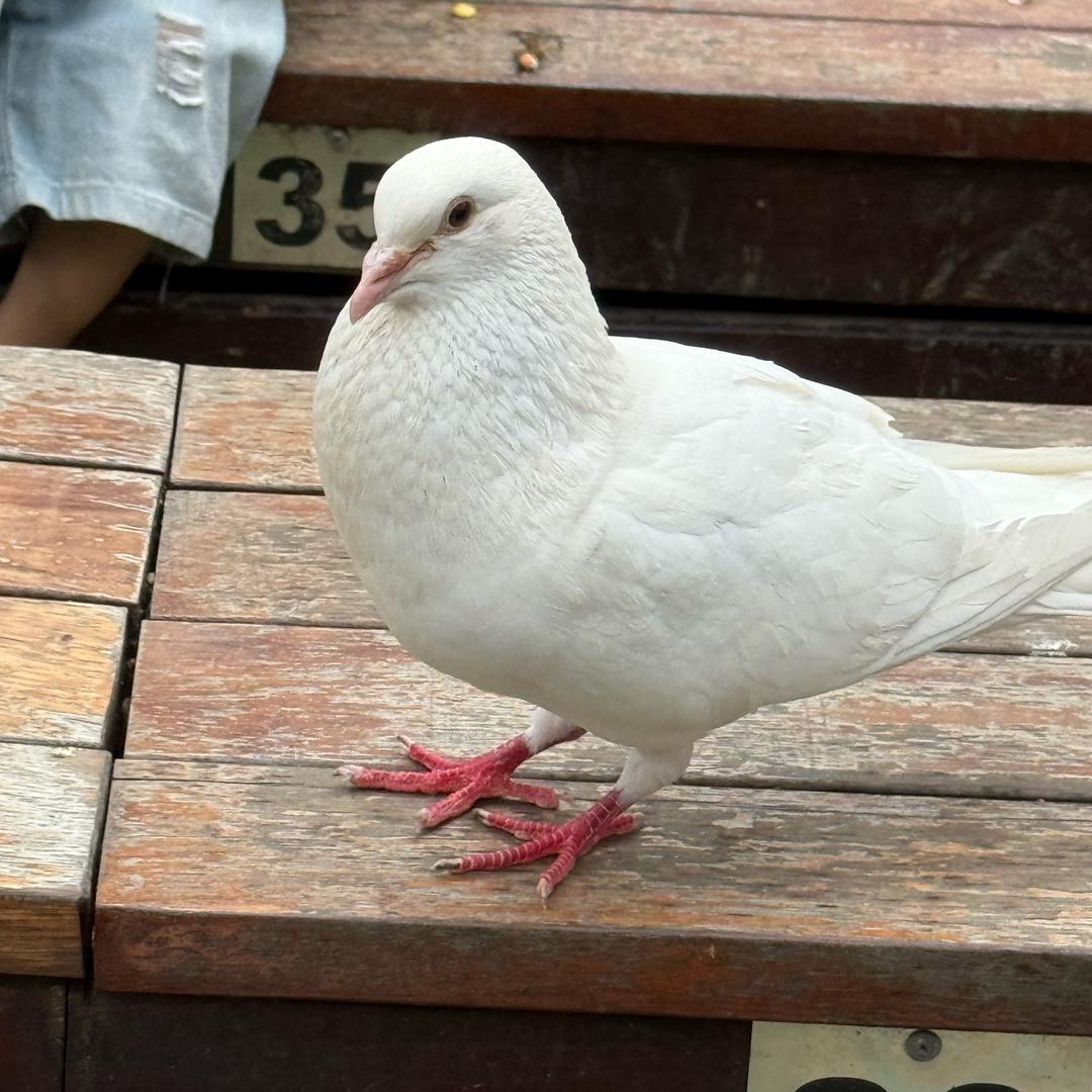 爱吃香菜