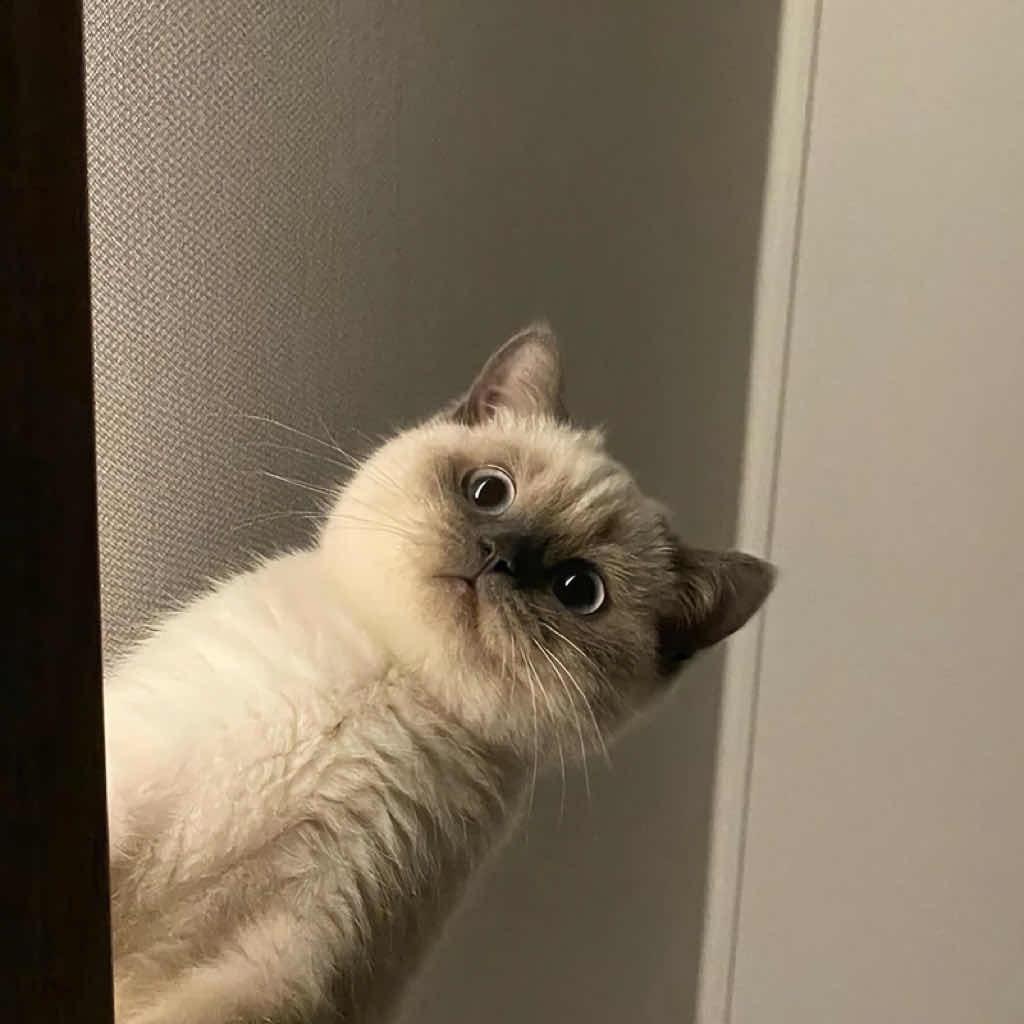 鹅