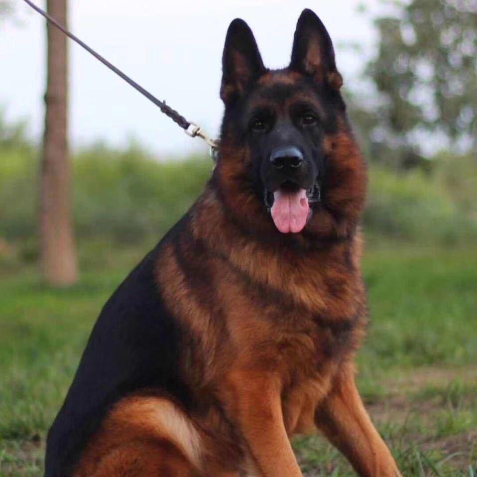 山西闻喜小常犬业