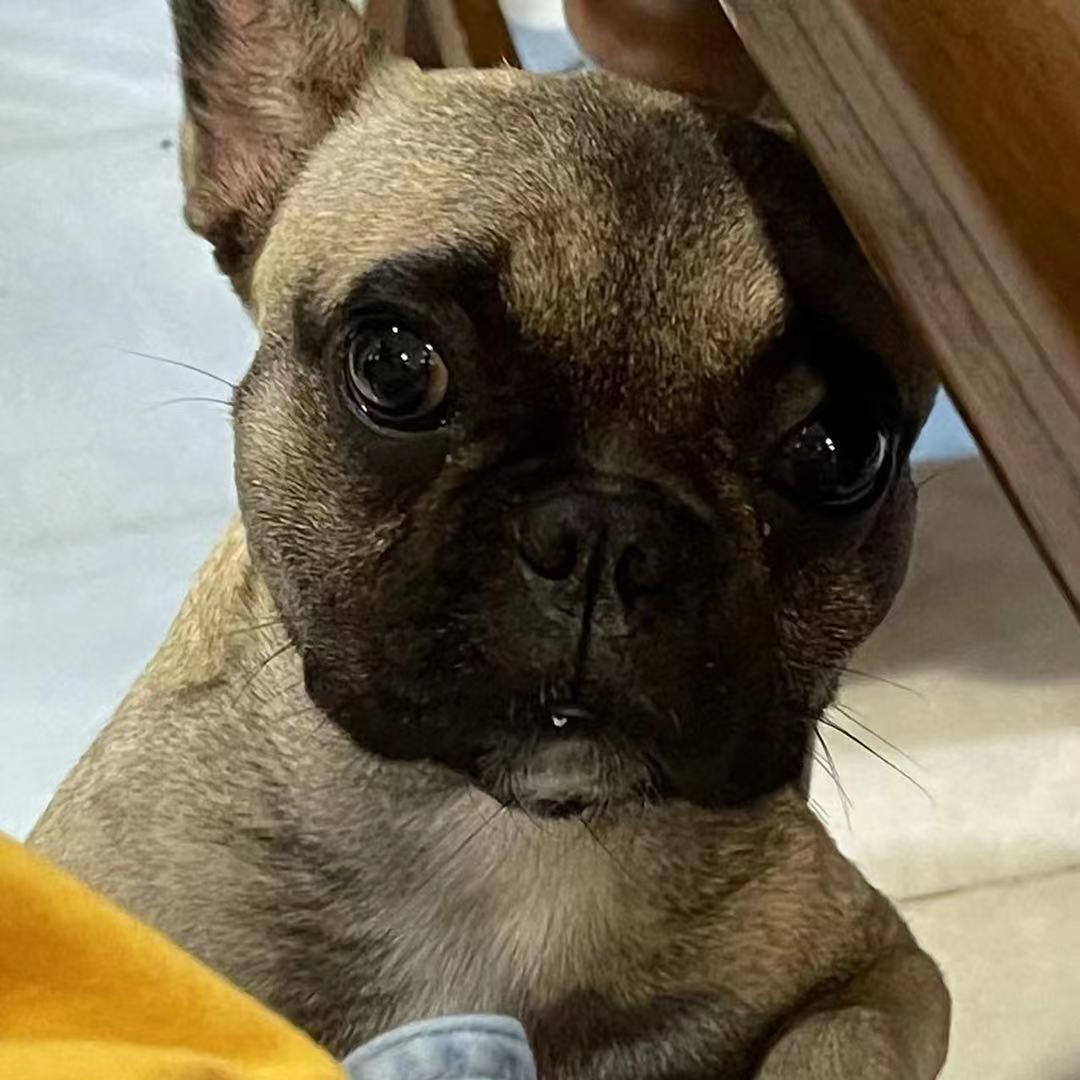 黛玉倒拔垂杨柳