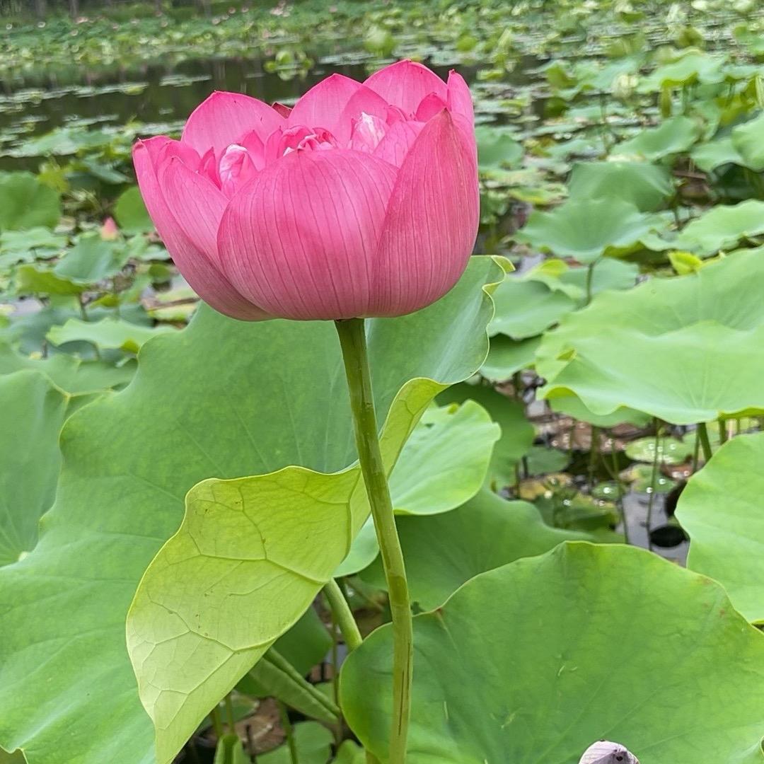 末未