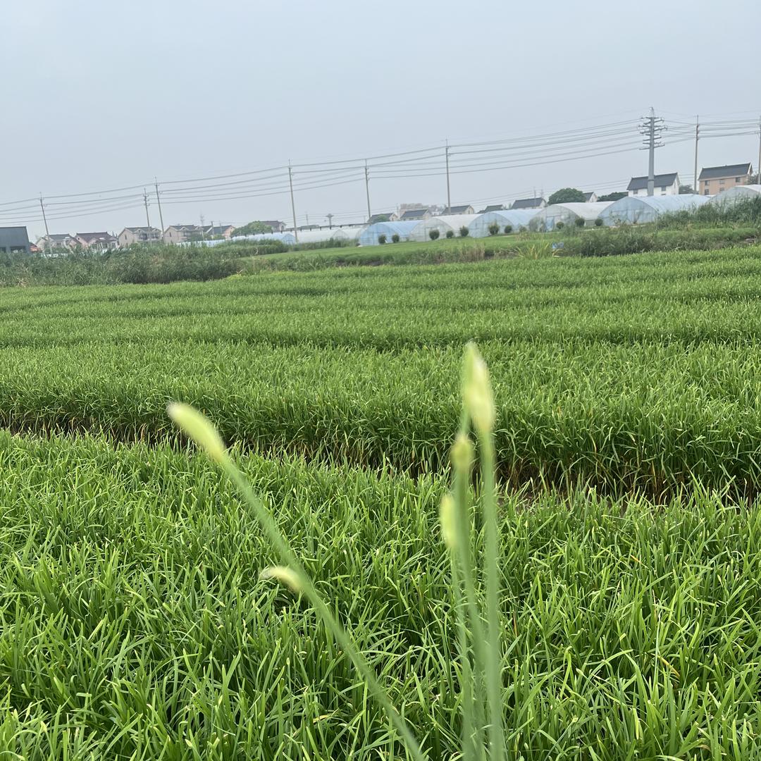 刘姐苏州本地蔬菜