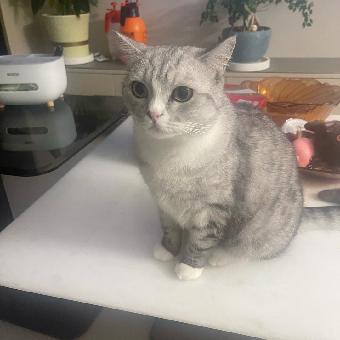 菜刀的主治医师