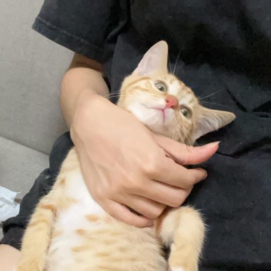 喜庆儿捡了一车猫