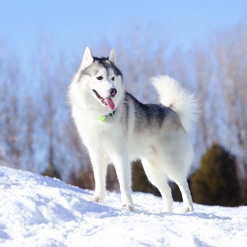 异想天开的毛毛虫