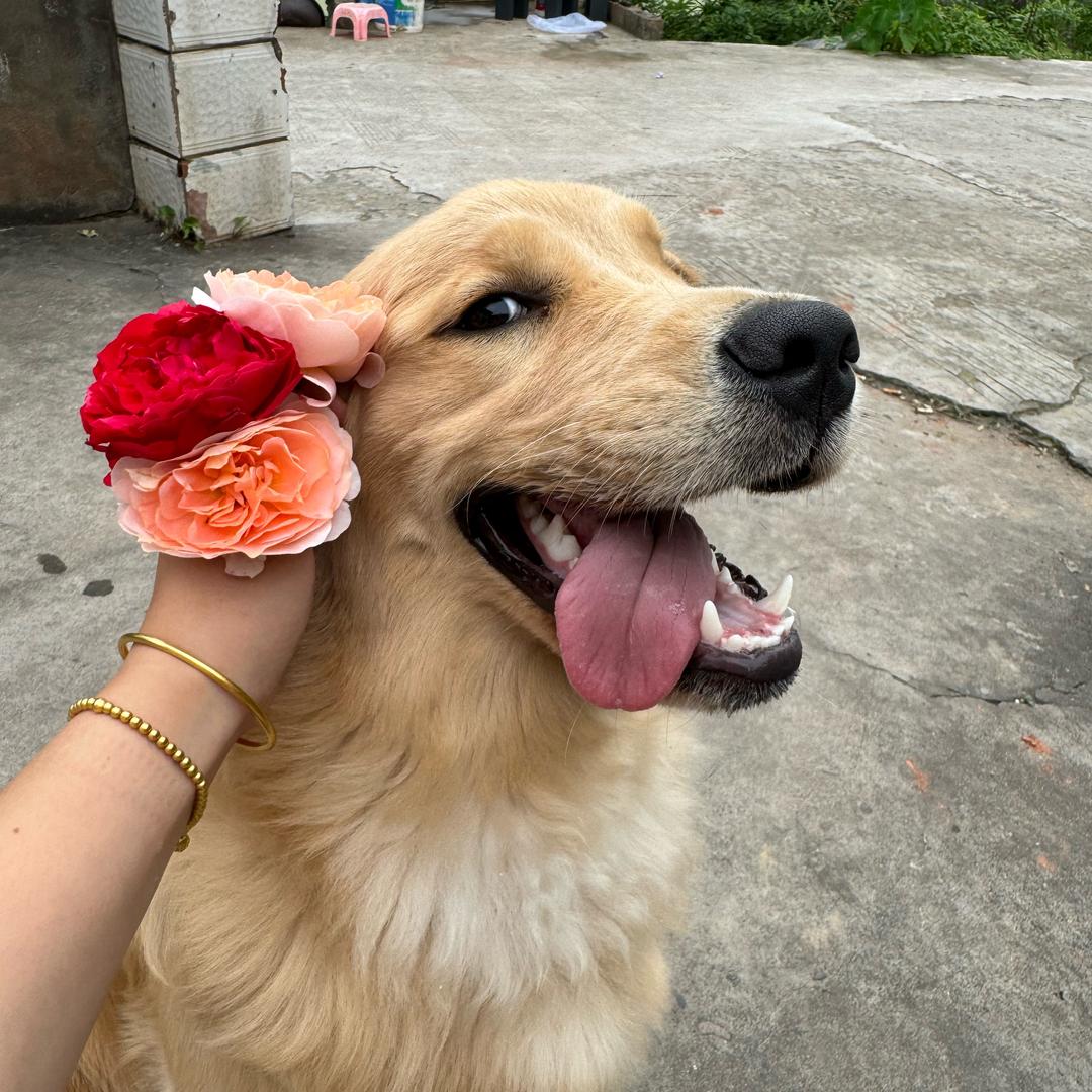 平安🐶的农村生活