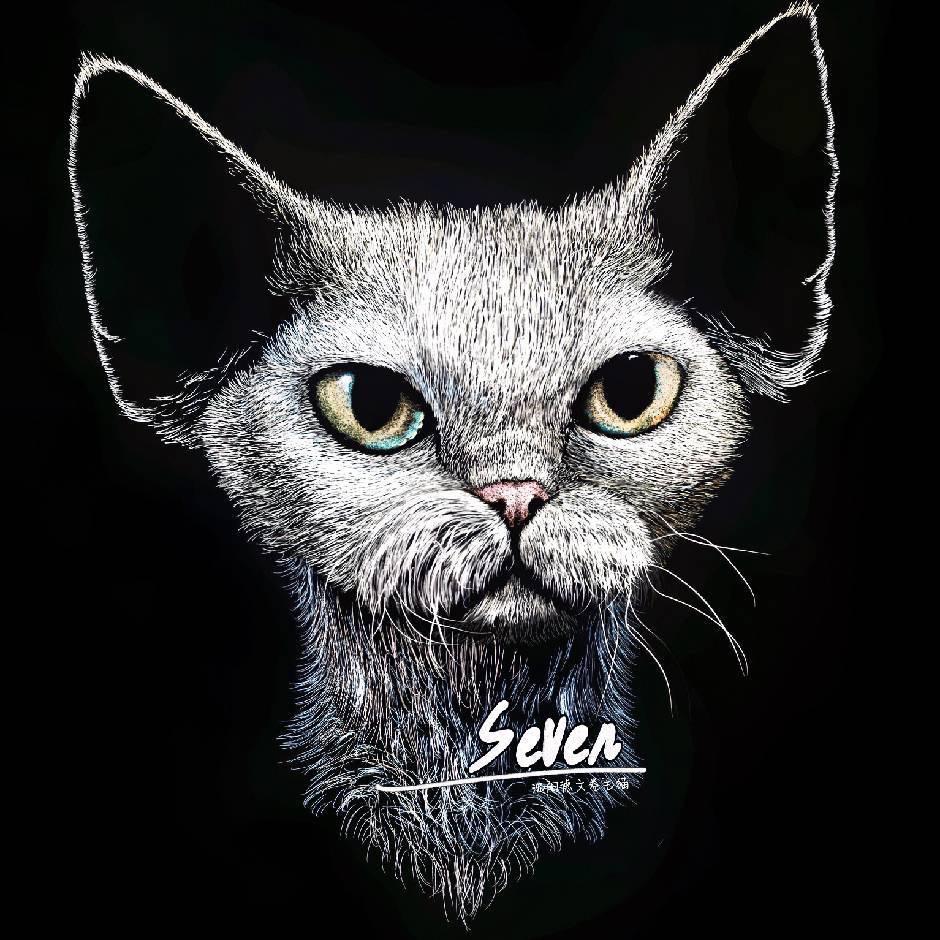 Seven德文卷毛猫（回关选宠3）