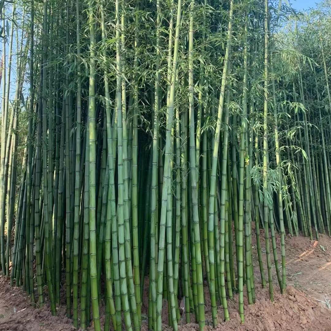 竹苗