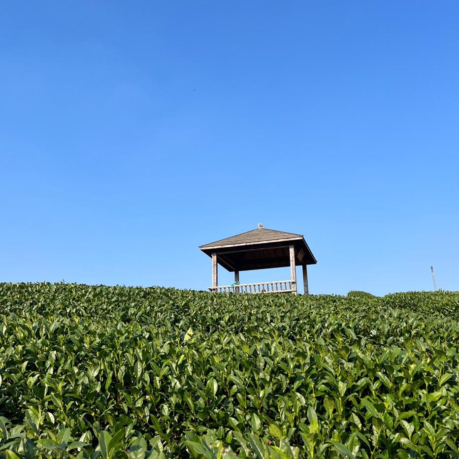 老何纯手工茶（钱塘龙井）