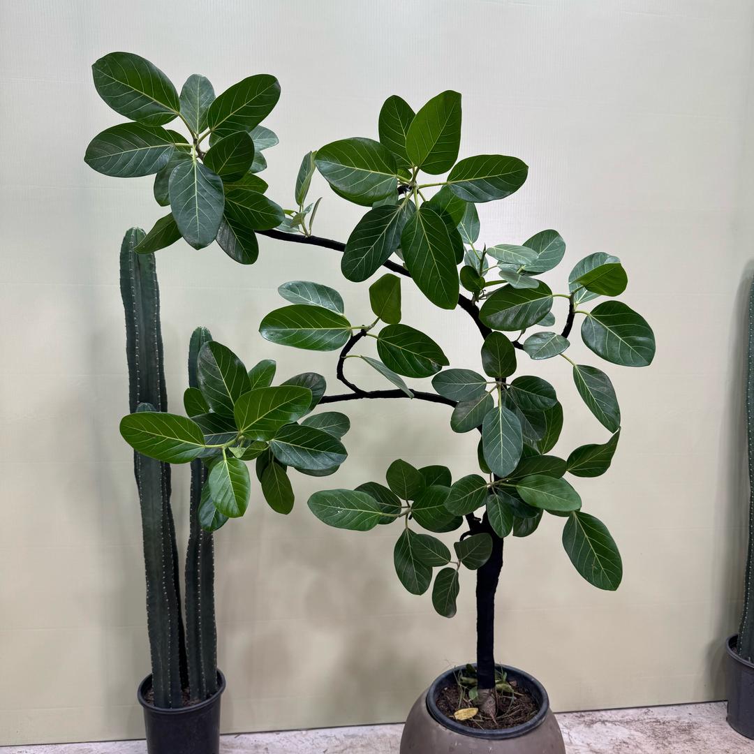 鼎丰绿植园艺