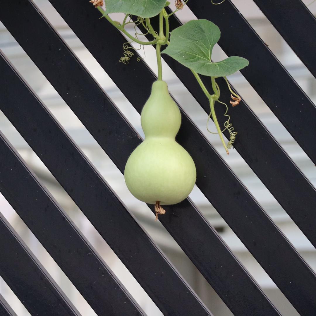 孤傲王者