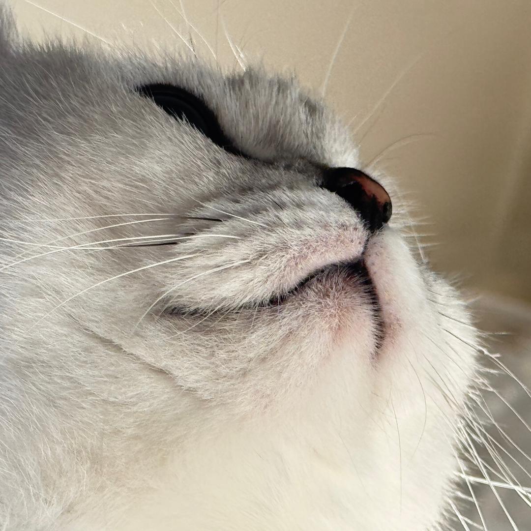 大星🐾