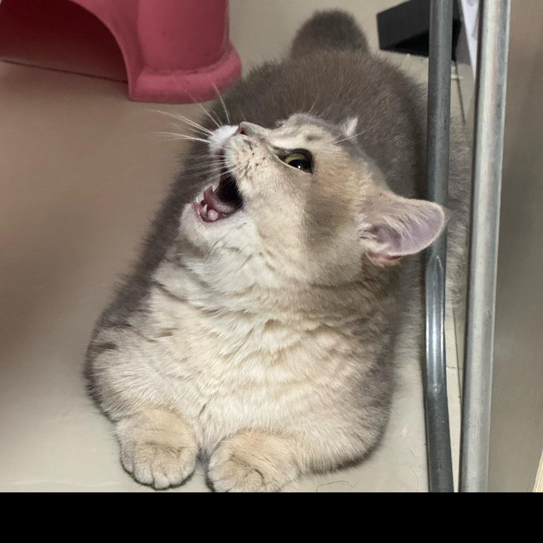 粉条老登儿是只猫