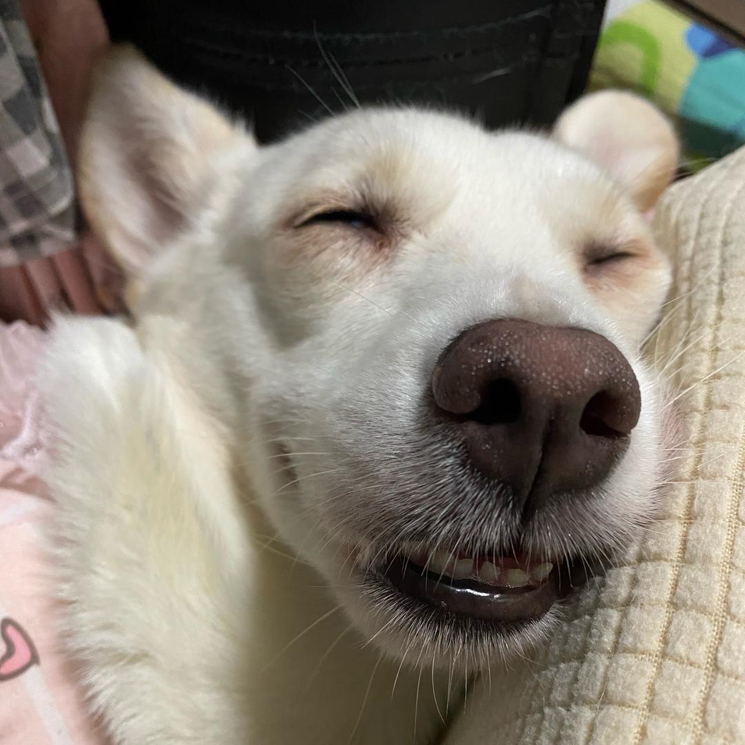 联盟躺赢王