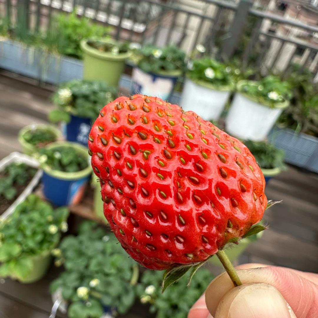 莓莓