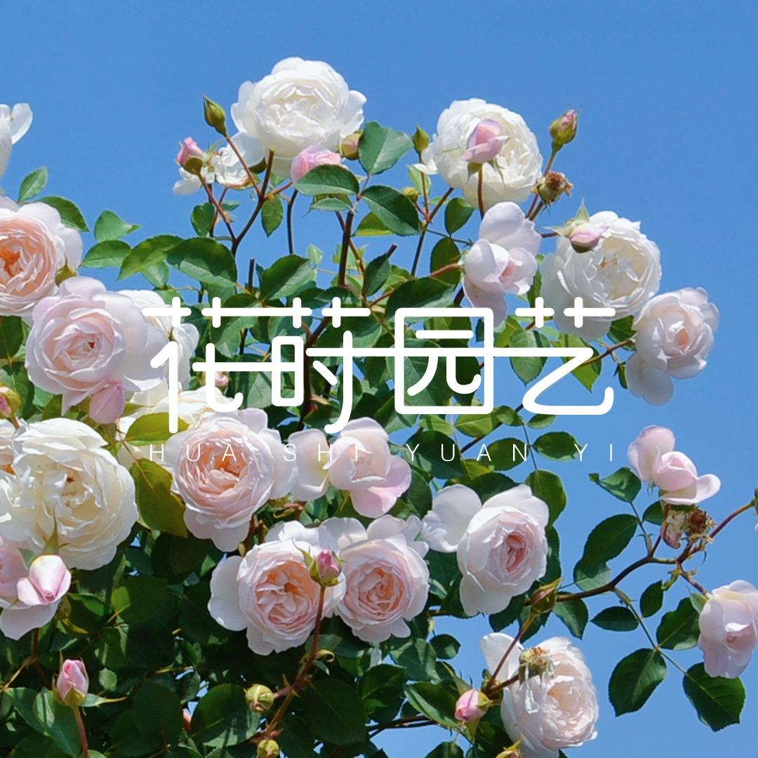 花莳园艺