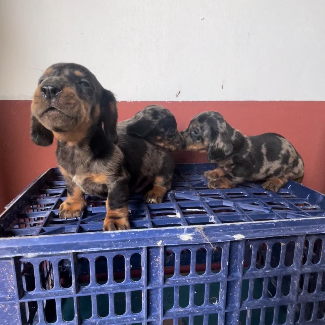 小伟犬业 宠物狗批发