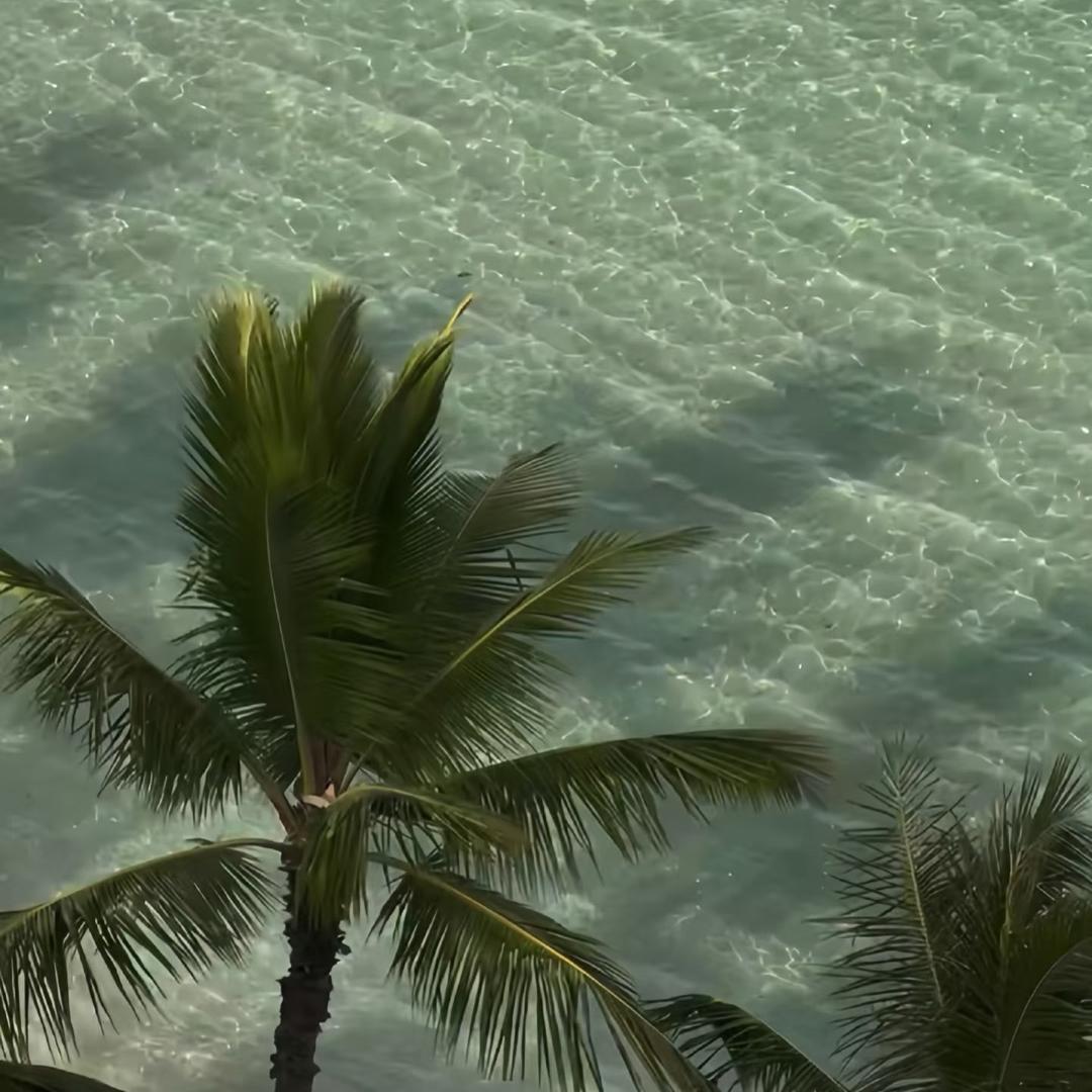 青柠🌴