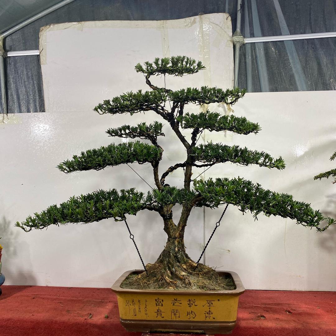沭阳县景之涛花卉园艺场