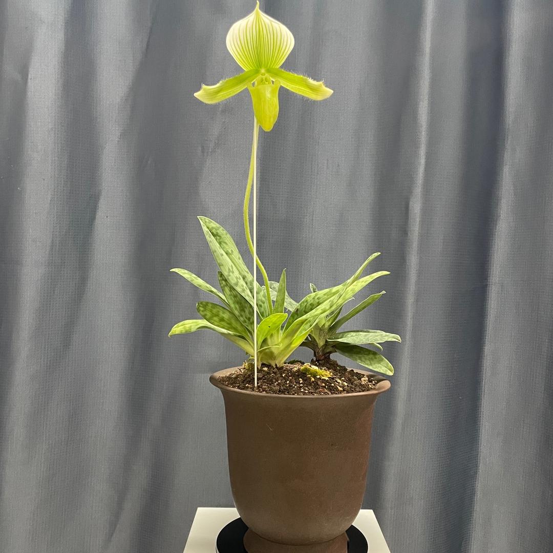 自然芳香