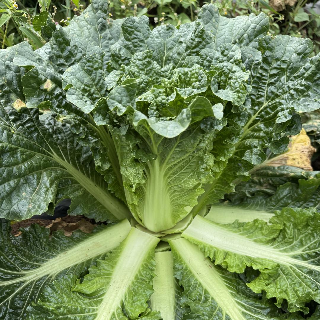 柯桦农产品甄选