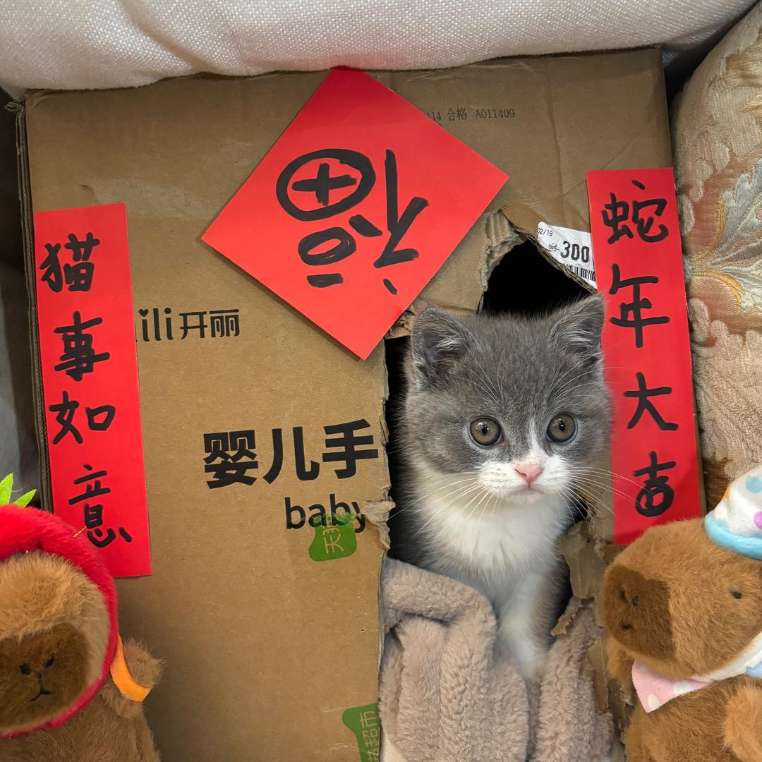 何图图成长记