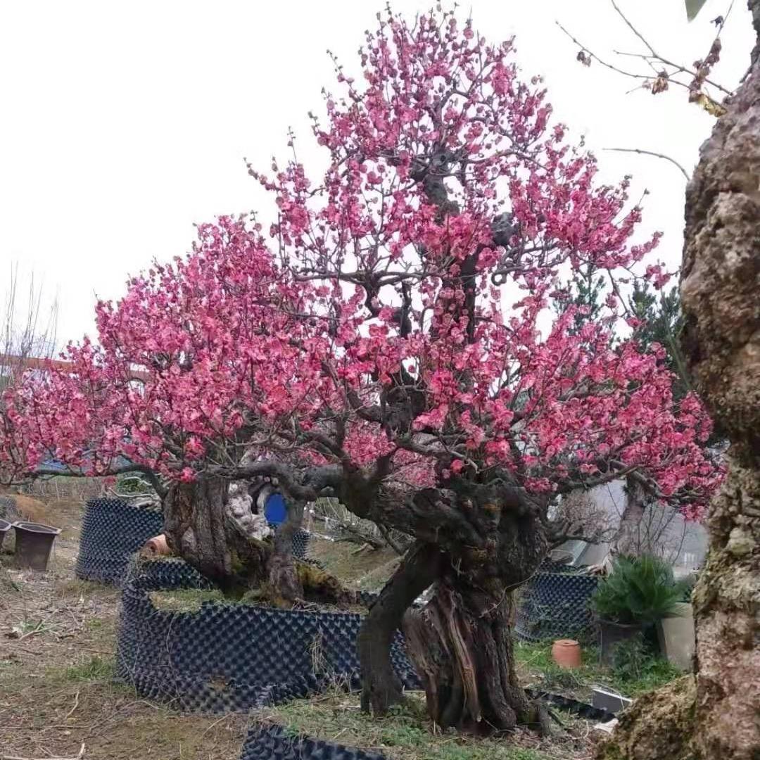 金仔盆景徽州古梅