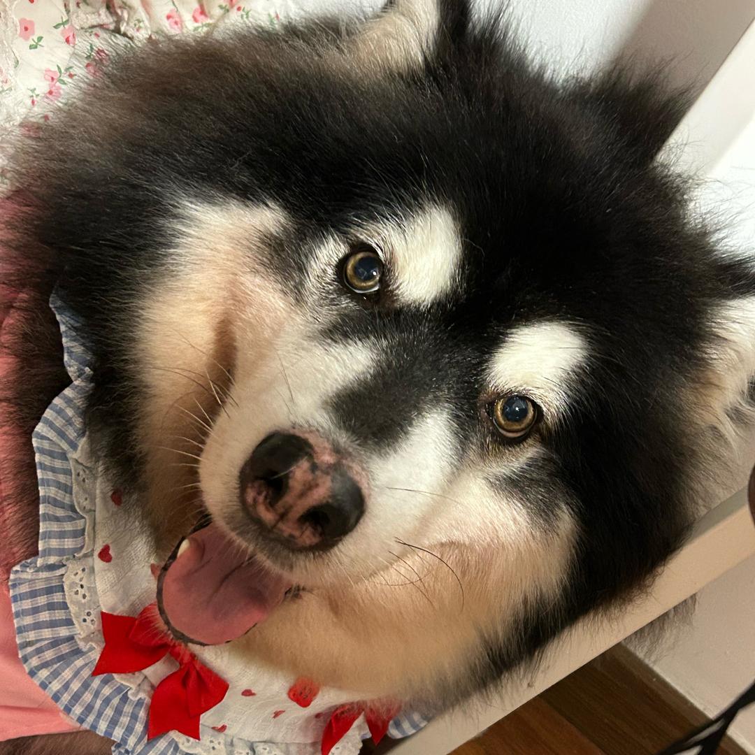 阿拉斯就是阿拉斯