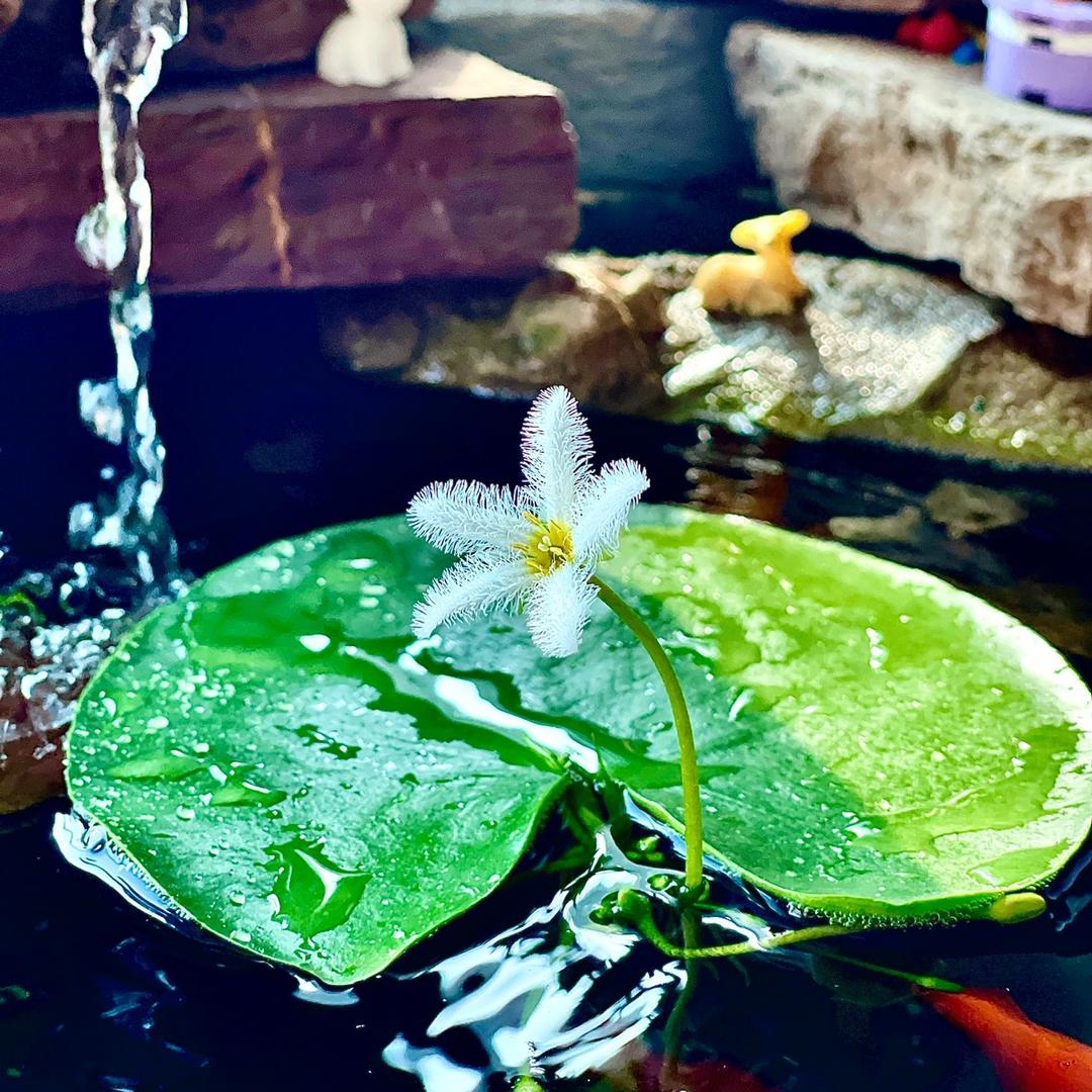 三石先生好物